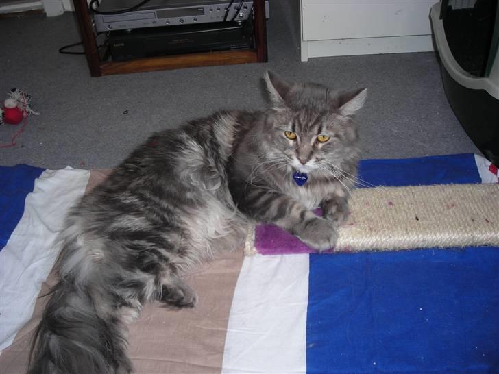 Maine Coon DK Maine entrances Nemo billede 2