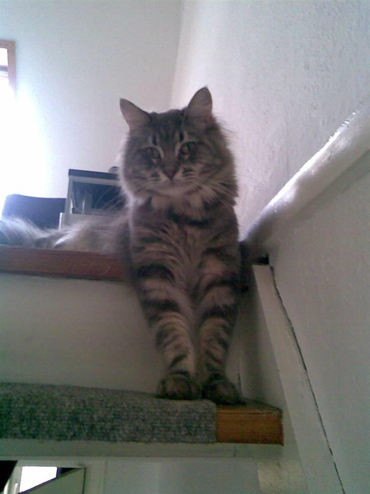 Maine Coon DK Maine entrances Nemo billede 3