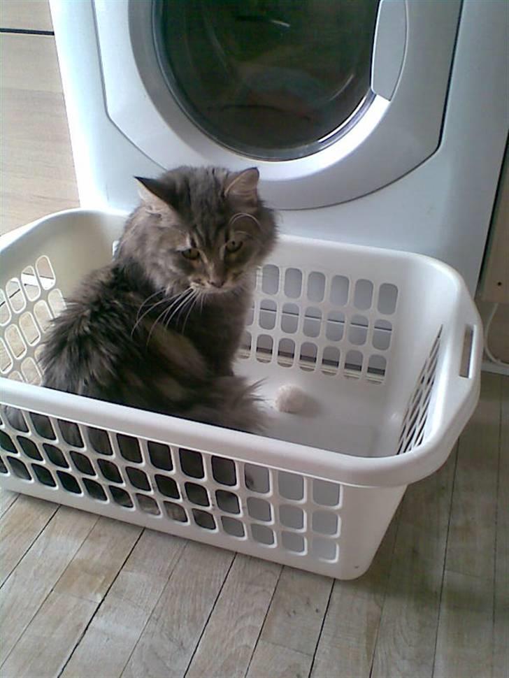 Maine Coon DK Maine entrances Nemo billede 4