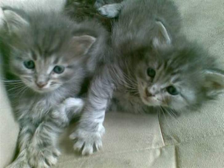 Maine Coon DK Maine entrances Nemo - her er han sammen med sin søster nanna billede 5