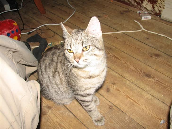 Huskat Grisling billede 1