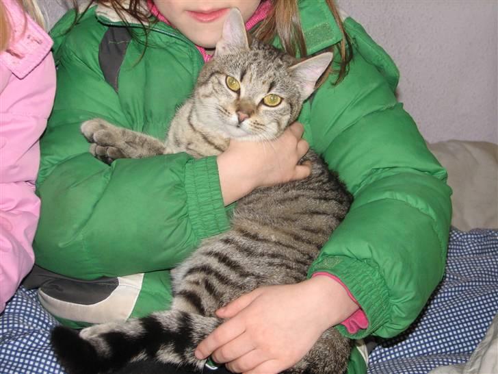 Huskat Grisling billede 2