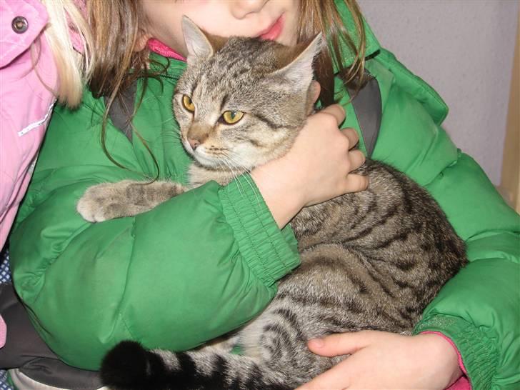 Huskat Grisling billede 3