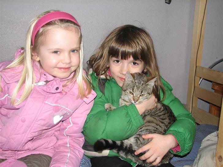 Huskat Grisling billede 4