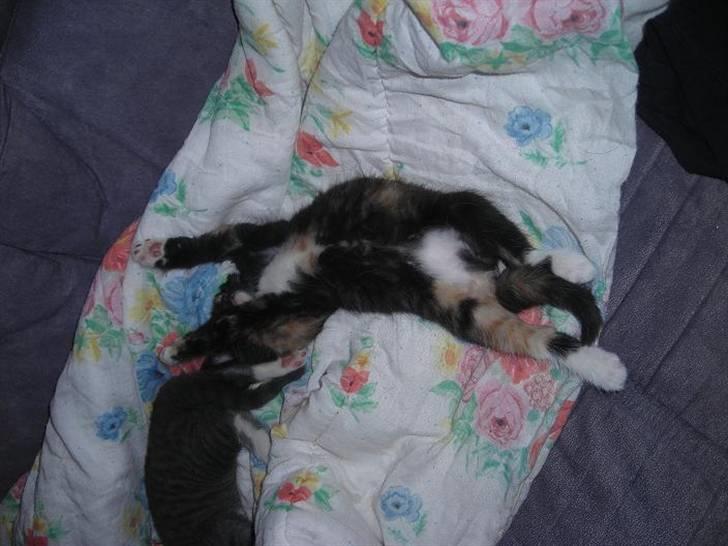 Huskat fayroze  billede 1