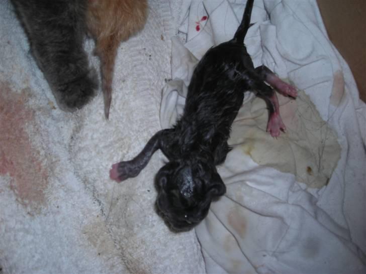 Huskat fayroze  - det er fra da jeg lige var kommet ud  billede 2