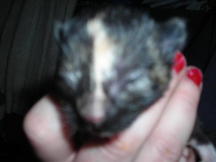 Huskat fayroze  billede 3