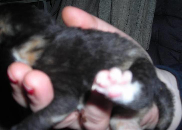 Huskat fayroze  billede 4