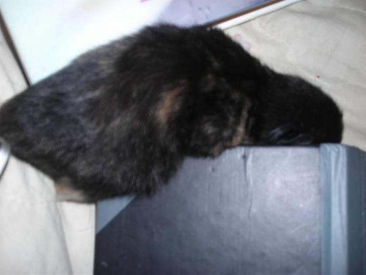 Huskat fayroze  billede 5