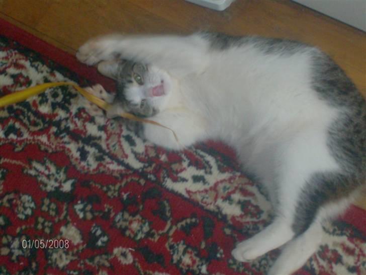 Blanding af racer Blacki - er jeg ikke sød --når jeg rækker tunge "S"  billede 1