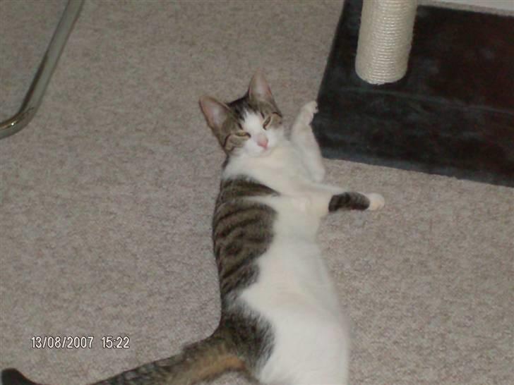 Blanding af racer Blacki - er jeg ikke bare dejlig  ..kom og klø mig på maven  --ss- billede 2