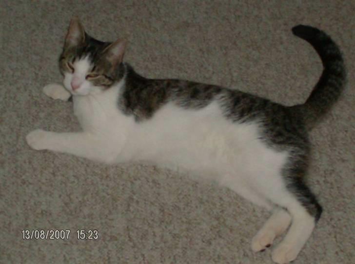 Blanding af racer Blacki billede 3