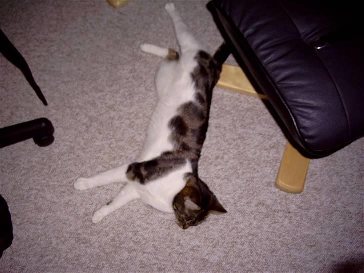 Blanding af racer Blacki billede 4