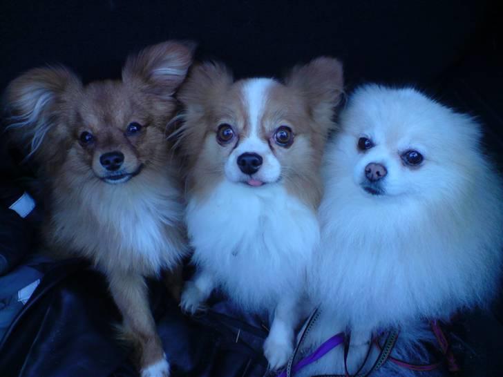 Norsk Skovkat Ikaros - Ikaros´s 3 bedste venner ;)  billede 8