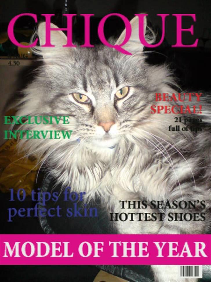 Norsk Skovkat Ikaros billede 9