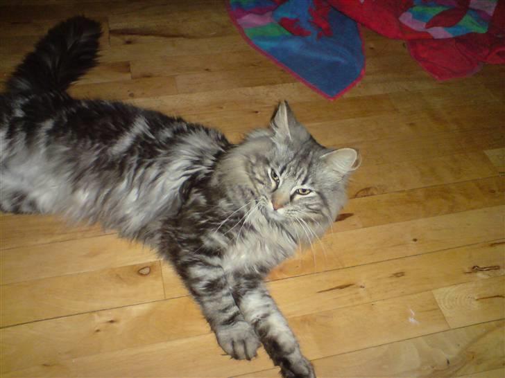 Norsk Skovkat Ikaros billede 10