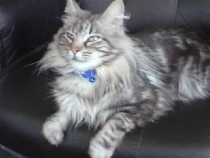 Norsk Skovkat Ikaros billede 11