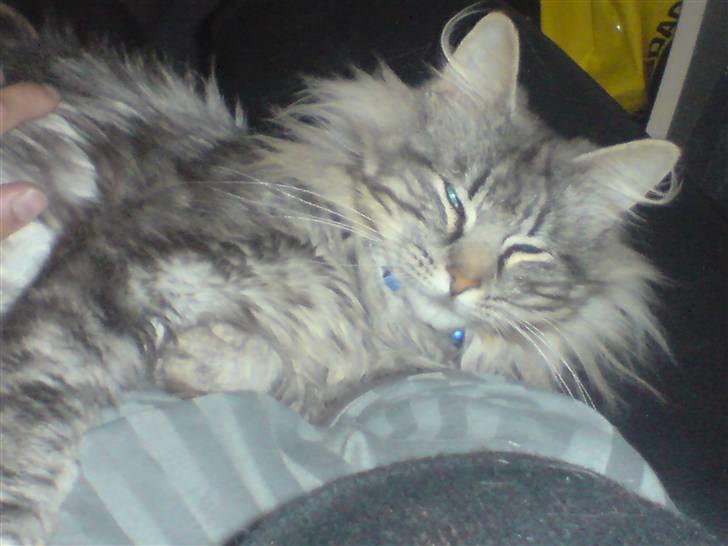 Norsk Skovkat Ikaros billede 12