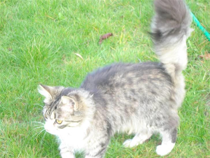 Norsk Skovkat bandit<33! billede 19