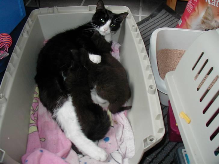 Huskat | Freja <33 - 4) Freja med sine killinger <3 billede 4