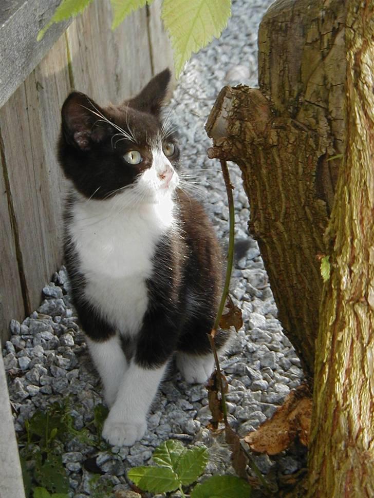 Huskat | Maunus <3 - 1) Maunus kigger :) billede 1