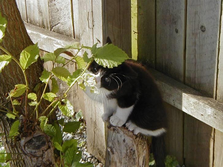 Huskat | Maunus <3 - 2) Maunus leger <3 billede 2