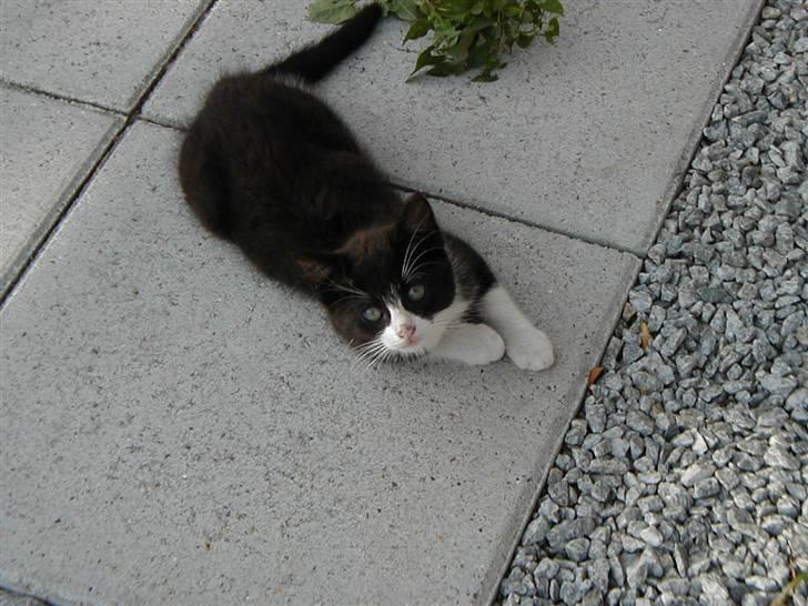 Huskat | Maunus <3 - 3) Maunus ligger og dovner (Meget sjældent man ser det xb) billede 3