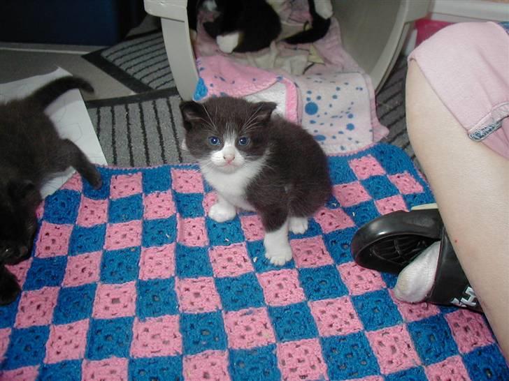 Huskat | Maunus <3 - 5) Maunus lige efter han kunne se <3 billede 5