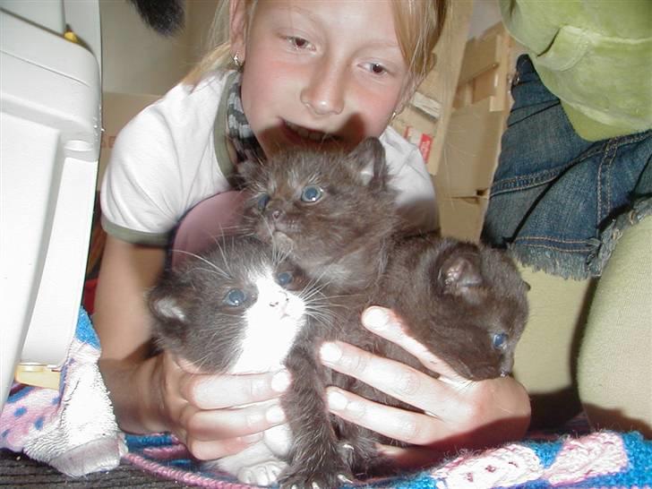 Huskat | Maunus <3 - 6) Maunus med sine søskende ;) billede 6