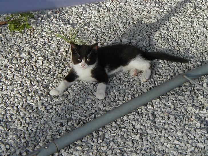 Huskat | Maunus <3 - 7) Maunus ligger og dovner ! ö billede 7