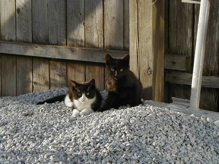 Huskat | Maunus <3 - 8) Maunus og Samba (Hans bror) billede 8