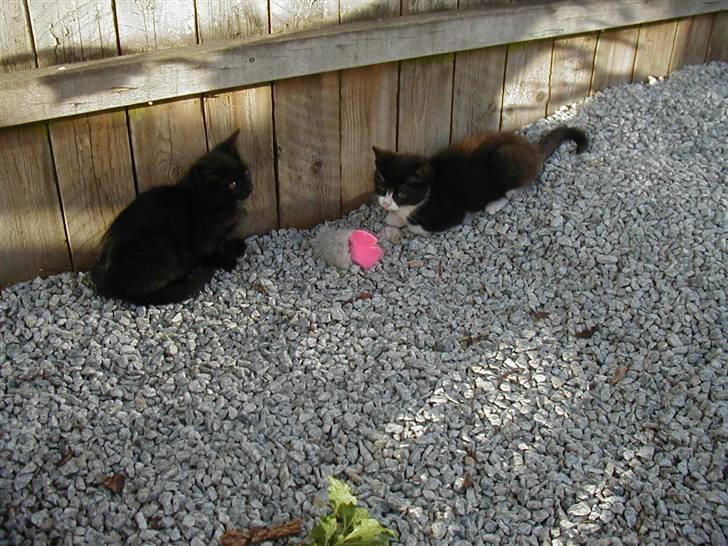 Huskat | Maunus <3 - 9) MAunus og Sordina (Hans søster) billede 9