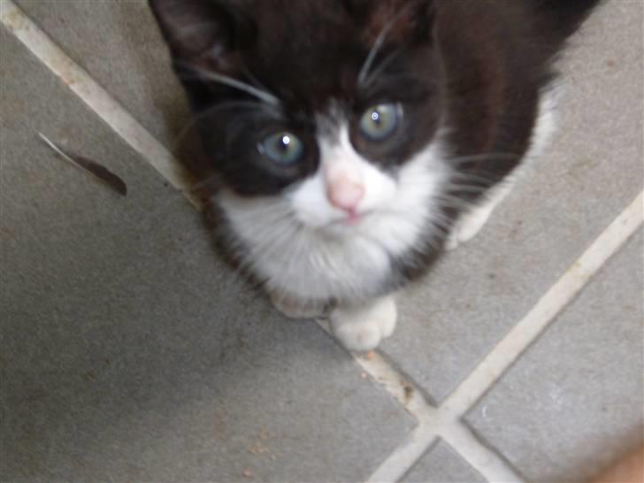 Huskat | Maunus <3 - 10) Hej Emma Thea :) billede 10