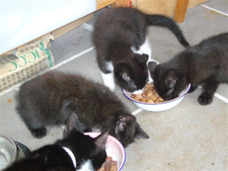 Huskat | Maunus <3 - 11) Farvel fra min side :) billede 11