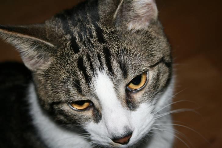 Huskat Oswald billede 1