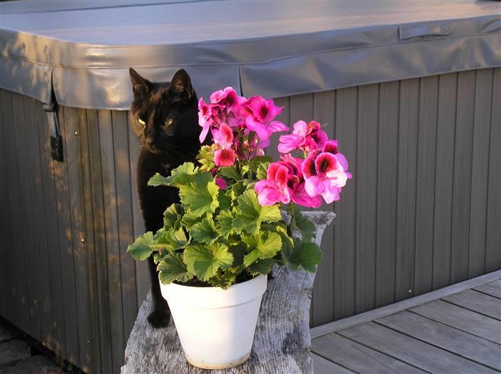 Huskat Buddi - Buddi    :)   (NYT)  billede 19