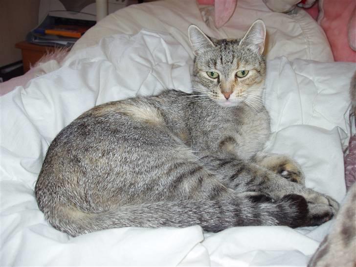 Huskat Malou - DEt er en lidt gammel billed billede 1