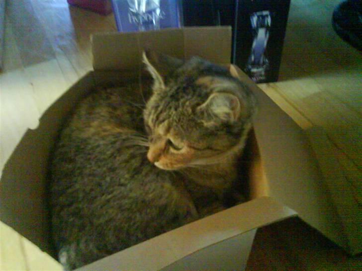 Huskat Malou - Hun elsker at sidde i kasser og poser billede 2