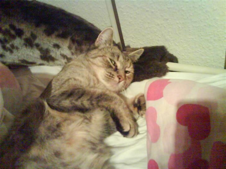 Huskat Malou - Hun har leget meget den dag så hun er træt billede 3