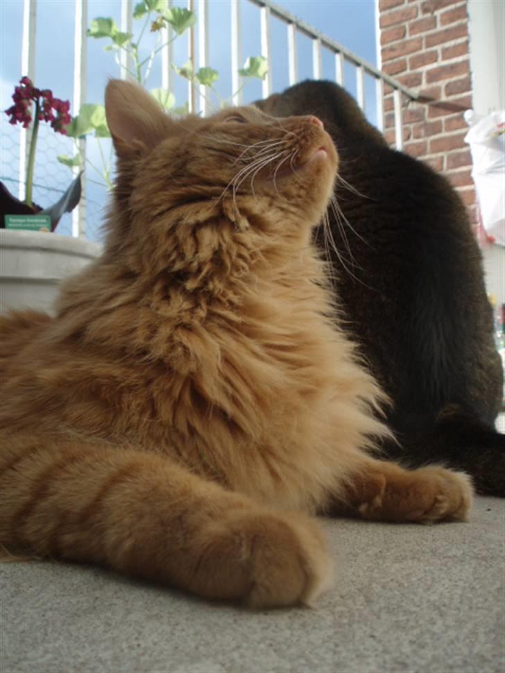 Maine Coon | Jaffe billede 10