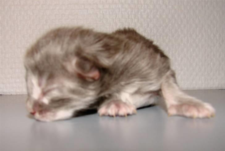 Maine Coon Caladesi Island - 1 døgn billede 2