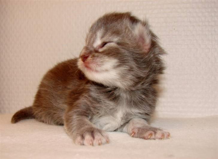 Maine Coon Caladesi Island - 1 uge billede 3