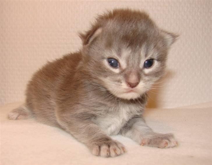 Maine Coon Caladesi Island - 2 uger billede 4