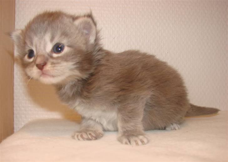 Maine Coon Caladesi Island - 3 uger billede 5