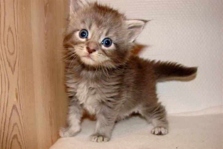 Maine Coon Caladesi Island - 4 uger billede 6