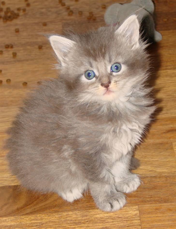 Maine Coon Caladesi Island - 5 uger billede 7