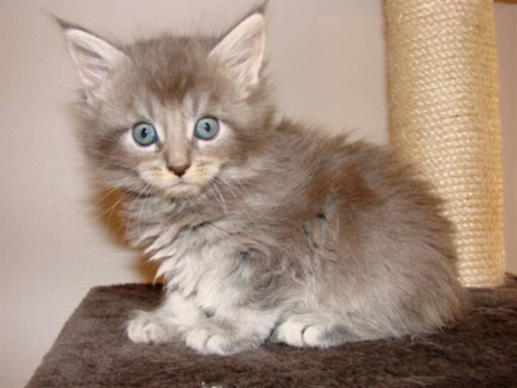 Maine Coon Caladesi Island - 6 uger billede 8