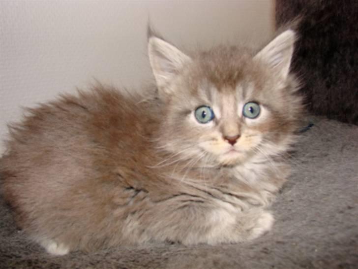 Maine Coon Caladesi Island - 6 uger billede 9