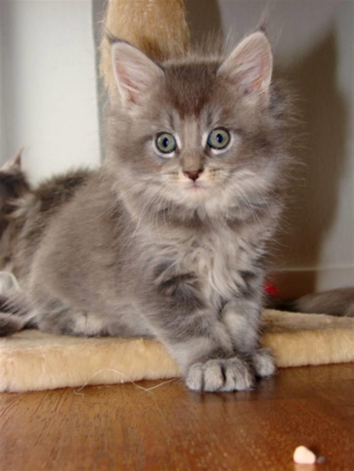 Maine Coon Caladesi Island - 7½ uge billede 10