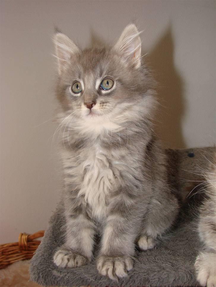 Maine Coon Caladesi Island - 9 uger billede 11